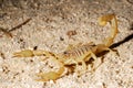 Scorpion Buthus occitanus in Valdemanco, Spain