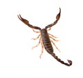 Scorpion closeup