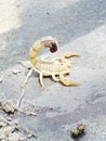 Scorpion Dangerous Fear on Peak Level Nobody can touch this Royalty Free Stock Photo