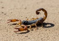 A scorpion with a dark cephalothorax Royalty Free Stock Photo