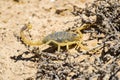 Scorpion deathstalker Leiurus quinquestriatus Royalty Free Stock Photo