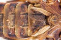 Scorpion is a detachment of arthropods from the class Arachnida. bottom view, belly with solid protective shields on the shell,