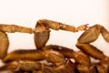 Scorpion is a detachment of arthropods from the class Arachnida. bottom view, legs, macro