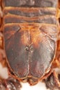 Scorpion is a detachment of arthropods from the class Arachnida. top view, back with solid protective shields on the