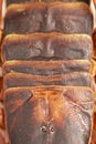 Scorpion is a detachment of arthropods from the class Arachnida. top view, back with solid protective shields on the