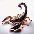 Scorpion Detailed Macro View of Arched Tail and Exoskeleton Royalty Free Stock Photo