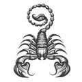 Scorpion engraving illustration