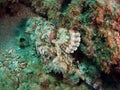 Scorpion Fish