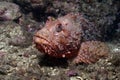 Scorpion fish Royalty Free Stock Photo