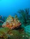 Scorpion Fish