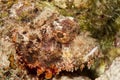 Scorpion fish