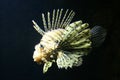 Scorpion Fish Royalty Free Stock Photo