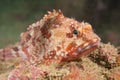 Scorpion fish Royalty Free Stock Photo