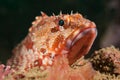 Scorpion fish Royalty Free Stock Photo