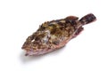 Scorpion fish Royalty Free Stock Photo