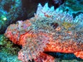 Scorpion Fish