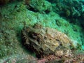 Scorpion Fish