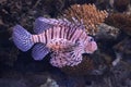 Scorpion Fish in Aquarium