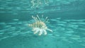 Scorpion fish in tropical sea