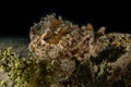 Scorpion fish camouflage in the Red Sea