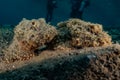 Scorpion fish camouflage in the Red Sea