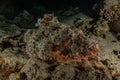 Scorpion fish camouflage in the Red Sea