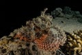 Scorpion fish camouflage in the Red Sea