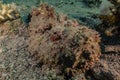 Scorpion fish camouflage in the Red Sea