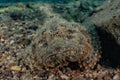 Scorpion fish camouflage in the Red Sea