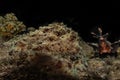 Scorpion fish camouflage in the Red Sea, Eilat Israel