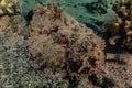 Scorpion fish camouflage in the Red Sea