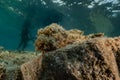 Scorpion fish camouflage in the Red Sea