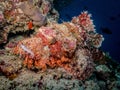 Scorpion-fish Royalty Free Stock Photo