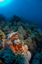 Scorpion fish on coral reef