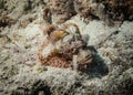 Scorpion fish disguising at the bottom of the Indian Ocean Royalty Free Stock Photo