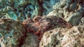 Scorpion fish disguising on rock