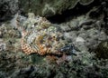 Scorpion fish disguising among sea sponge on a coral reef