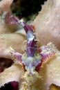 Scorpion fish on reef. Indonesia Sulawesi