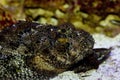 Scorpion Fish, scorpaenopsis cirrhosa, Adult