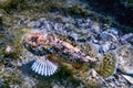 Scorpion Fish Underwater Underwater Life. Scorpionfish Scorpaena notata