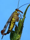 Scorpion fly