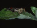 Scorpion fly on blade of grass