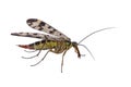 Scorpion fly from family Panorpidae on white background Royalty Free Stock Photo