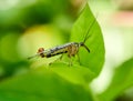 Scorpion fly on a green leaf Royalty Free Stock Photo