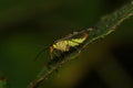 Scorpion fly on a leaf Royalty Free Stock Photo
