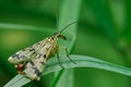 Scorpion Fly male sitting motionless on a leaf. Royalty Free Stock Photo