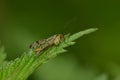 Scorpion fly mecoptera on end of a leaf