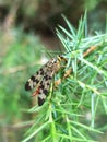 Scorpion fly Mecoptera Panorpa Communis on green leaf in garden.