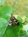 Scorpion fly Mecoptera Panorpa Communis on green leaf in garden.