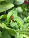 Scorpion fly Mecoptera Panorpa Communis on green leaf in garden.